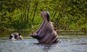 Car Rentals Rwanda for self-drive tours. Go Safaris Africa is usually a certified auto rental firm located in Kigali Rwanda for self-drive and chauffeurs adventures.