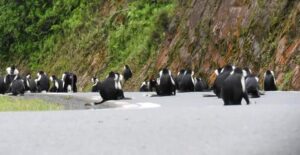 For a trip to Nyungwe, a 4x4 is recommended due to the hilly terrain and occasionally challenging road conditions. Car Rentals Rwanda offers a variety of vehicles that suit all terrains and budgets.