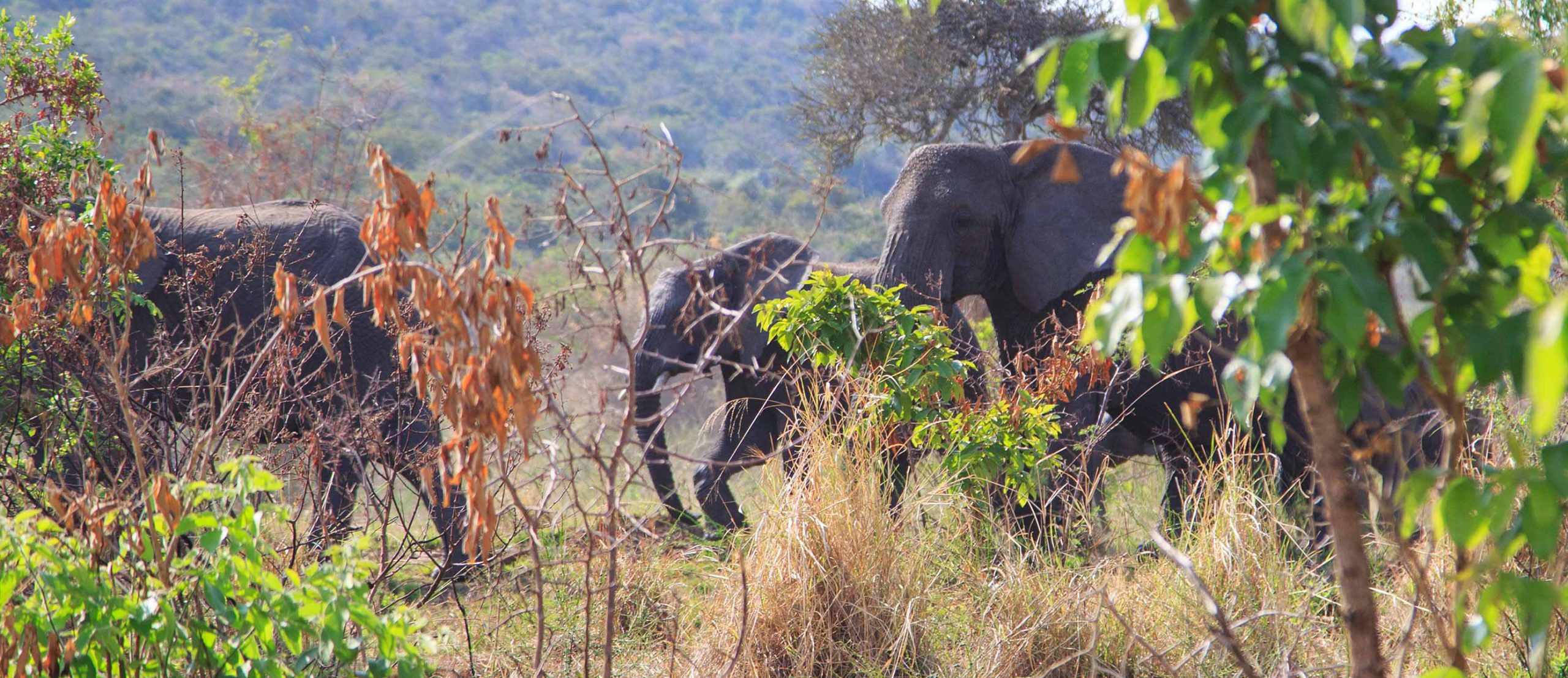 wildlife game safari in Akagera National Park, where you can spot animals such as lions, elephants, zebras, and hippos.