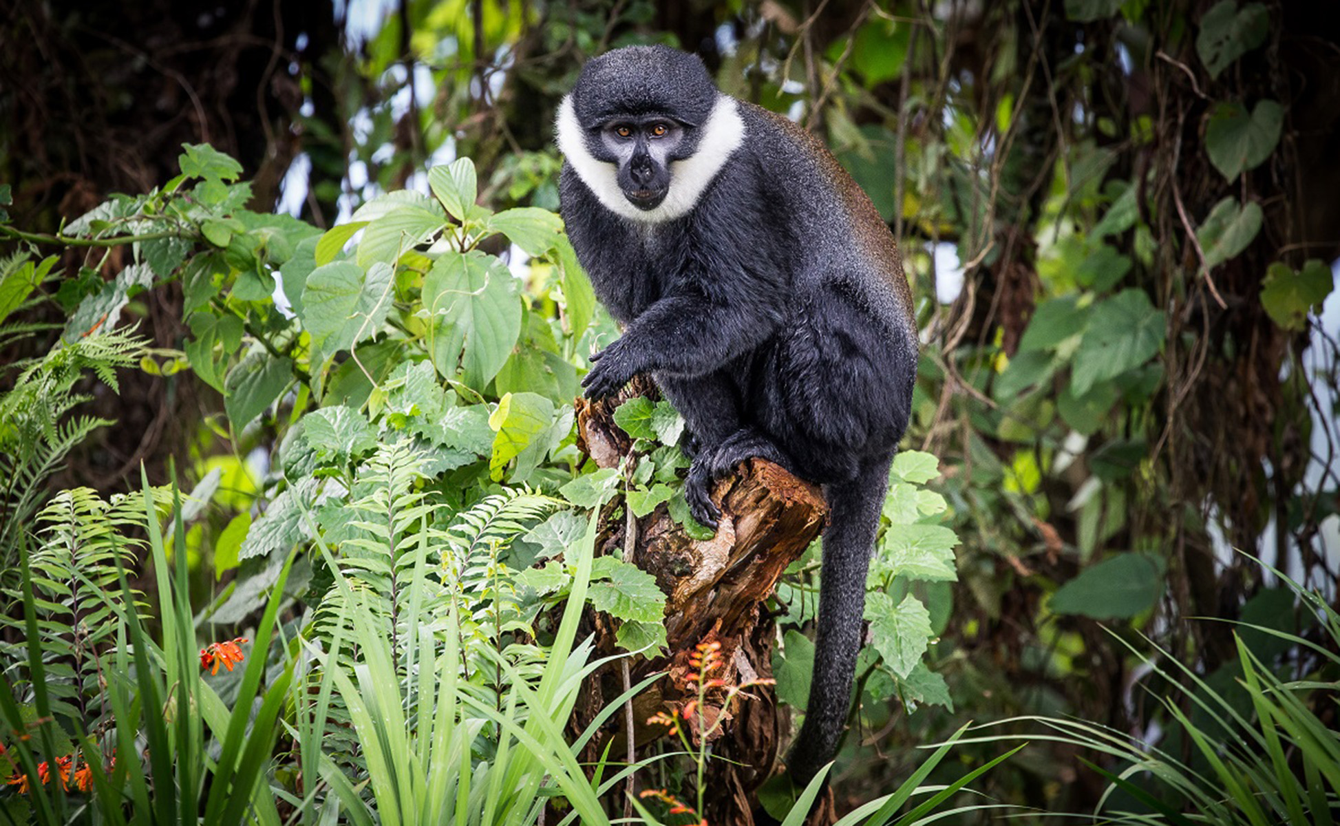  Nyungwe Rainforest, home to a variety of primates including chimpanzees and colobus monkeys.