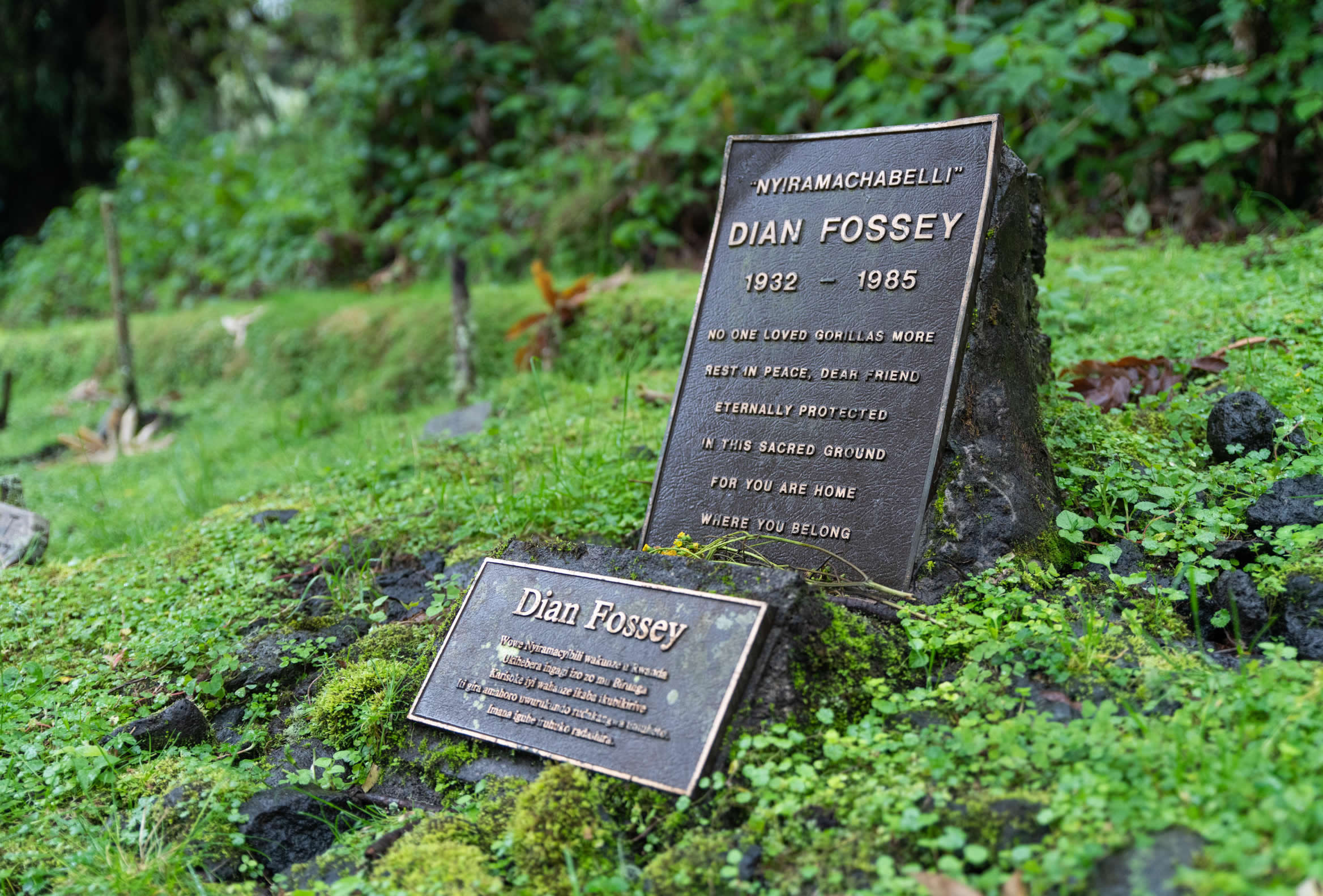 Located within the confines of Volcanoes National Park in Rwanda, Dian Fossey's tomb serves as a poignant reminder of her profound impact on gorilla conservation and her ultimate sacrifice in defense of these remarkable animals. Situated near the Karisoke Research Center, where Fossey spent decades studying 
