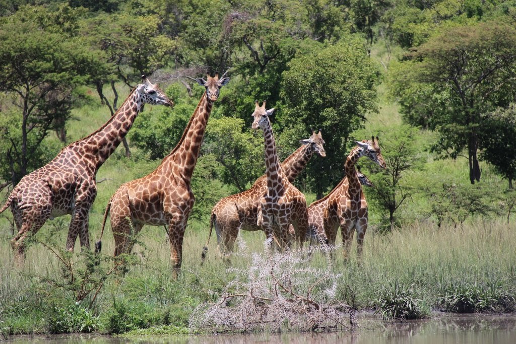  Akagera National Park's rolling hills, lakes, and swamps provide a stunning backdrop for wildlife viewing, birdwatching, and boat tours on Lake Ihema.