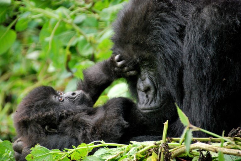 Volcanoes National Park, where every encounter with mountain gorillas, golden monkeys, and breathtaking landscapes is a testament to Rwanda's commitment to conservation and sustainable tourism.