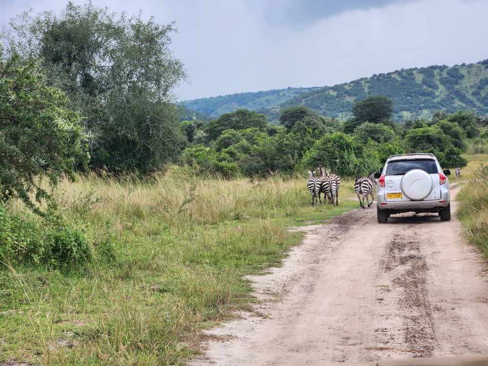 Join us as we embark on akagera self-drive adventure through the captivating landscapes and diverse ecosystems of Akagera National Park.
