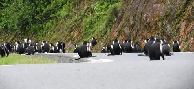 For a trip to Nyungwe, a 4x4 is recommended due to the hilly terrain and occasionally challenging road conditions. Car Rentals Rwanda offers a variety of vehicles that suit all terrains and budgets. 