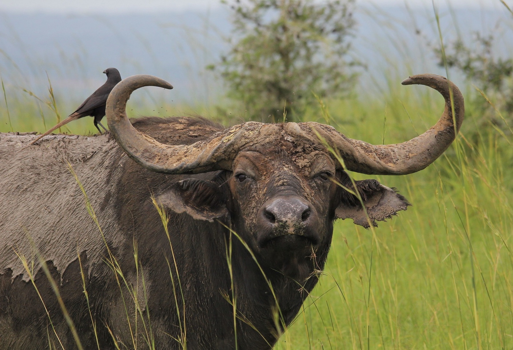 A Uganda self drive safari offers an unparalleled safari experience, combining the thrill of exploration with the freedom to create your own adventure. Starting from Kigali, Rwanda, and venturing into Uganda's diverse landscapes and national parks is a journey that promises unforgettable memories.