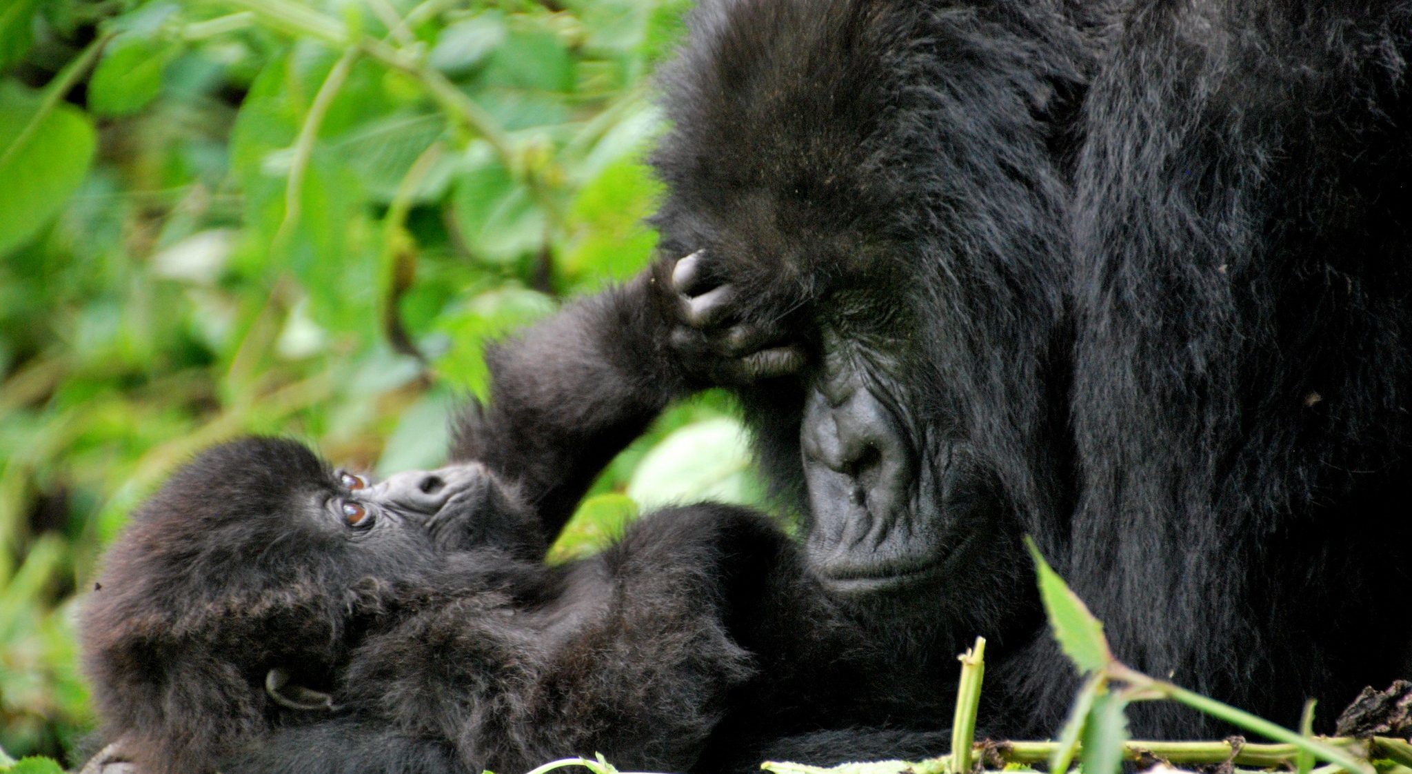 Gorilla Trekking Experience in Rwanda