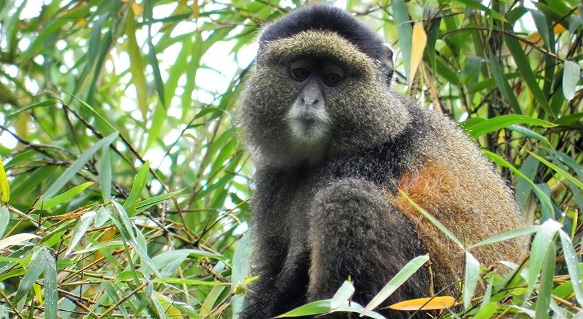 Embark on a unique adventure with Car Rentals Rwanda and experience Golden Monkey trekking in the misty forests of Volcanoes National Park