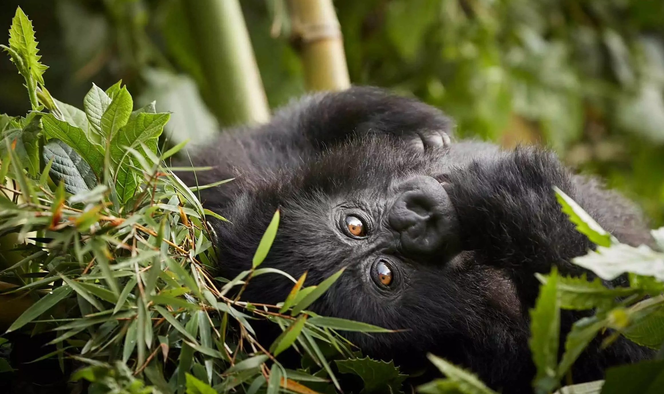 At Car Rentals Rwanda, we understand that securing a gorilla trekking permit can be a challenging process, especially for international travelers.