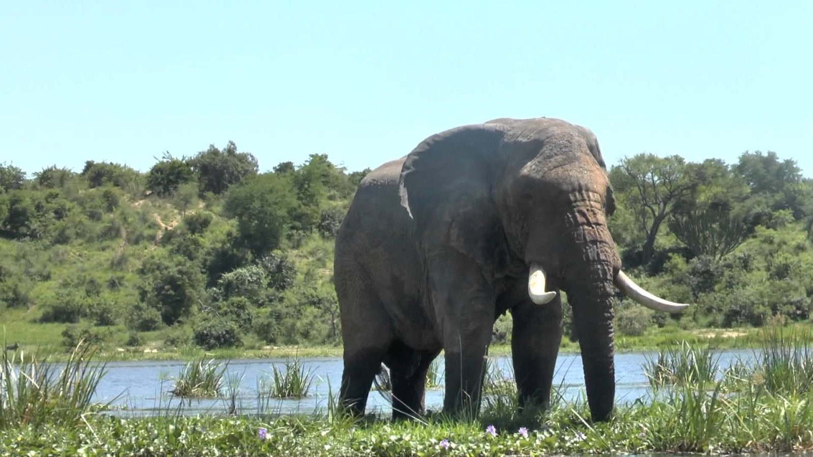 Explore Murchison Falls National Park, with Car Rentals Rwanda. Discover breathtaking waterfalls, diverse wildlife, and thrilling activities like game drives, boat cruises, and hikes.