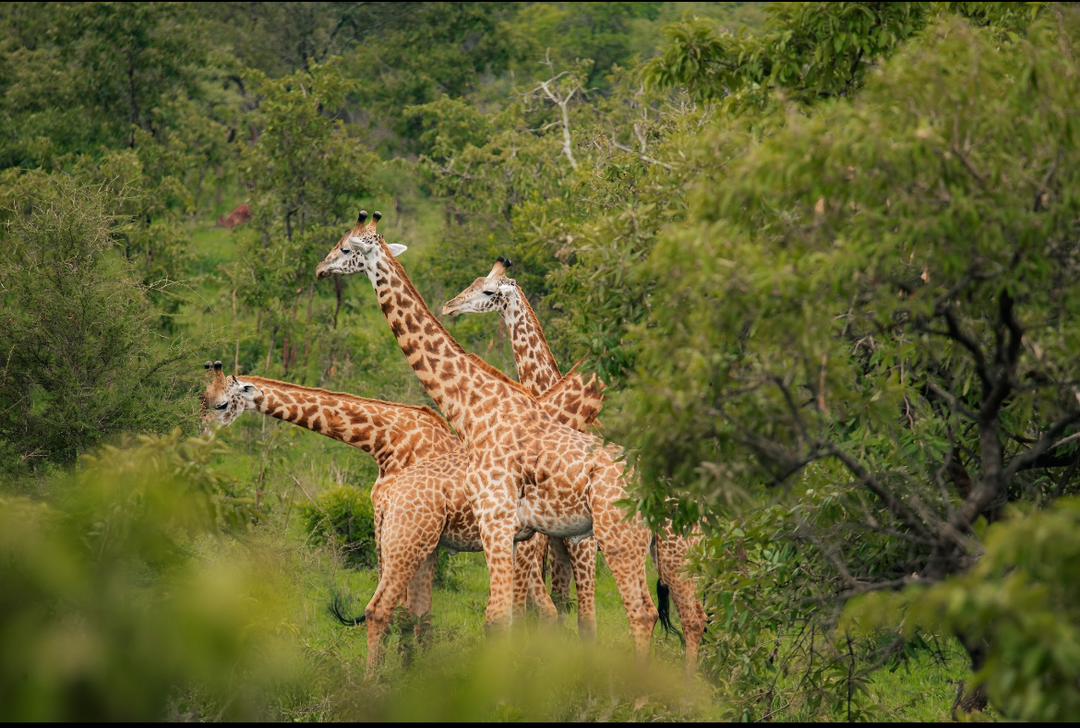 Experience freedom with holiday car hire in Rwanda from Car Rentals Rwanda. Explore top destinations like Akagera, Volcanoes National Park, and Lake Kivu with ease. Book your car today!