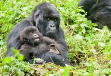 Explore Rwanda and Uganda beyond mountain gorilla trekking with Car Rentals Rwanda. Enjoy wildlife, culture, adventure, and scenic beauty in comfort.