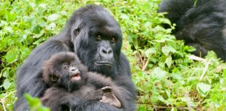 Explore Rwanda and Uganda beyond mountain gorilla trekking with Car Rentals Rwanda. Enjoy wildlife, culture, adventure, and scenic beauty in comfort.