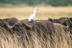 Renting a vehicle from Rwanda car rental airport services is the best way to explore the country with freedom, comfort, and flexibility. Whether you're visiting national parks, scenic lakes, cultural sites, or vibrant cities, a self-drive rental gives you full control over your adventure.