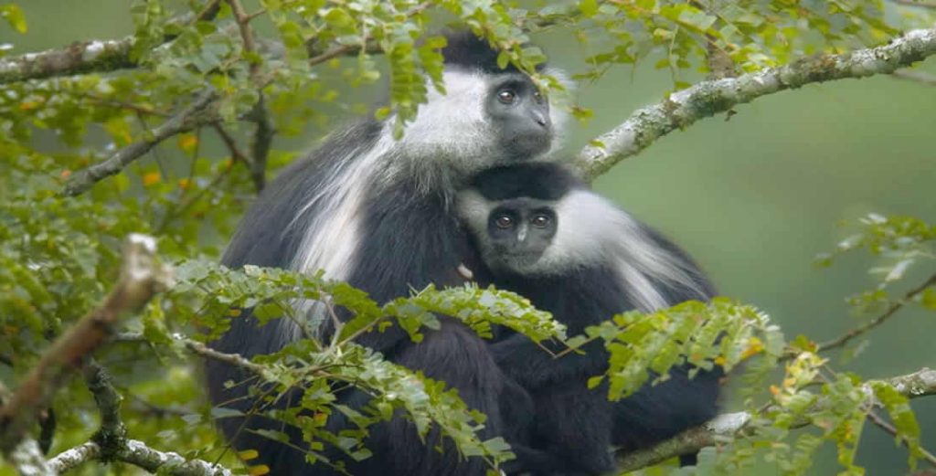 Book car rental to Nyungwe Forest with Car Rentals Rwanda. Self-drive or driver-guide SUVs and 4×4s from Kigali for chimpanzee trekking and canopy walk trips.