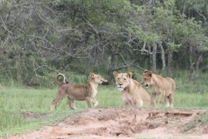 Hire a 4x4 for Akagera National Park Rwanda. Self-drive safari with Big Five, lions & rhinos. 2.5hrs from Kigali. Book a Land Cruiser or RAV4 from $40/day.
