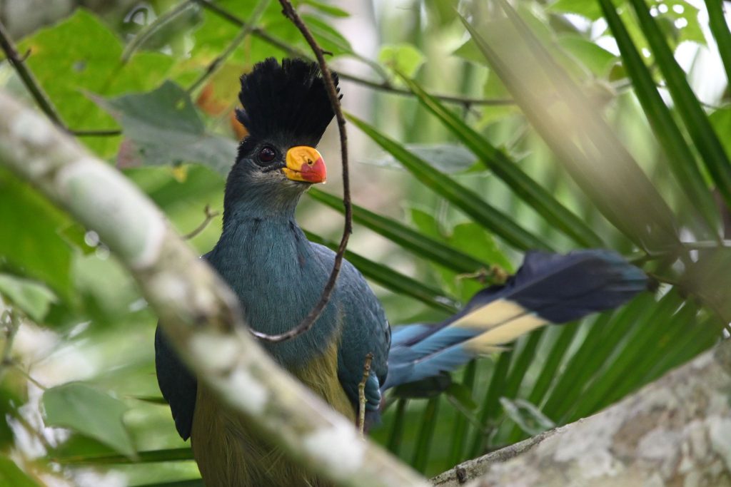 Find the best car rental deals in Rwanda and Uganda. Self-drive, 4ร4 safari cars, rooftop tents, cross-border and one-way rentals with Car Rentals Rwanda.