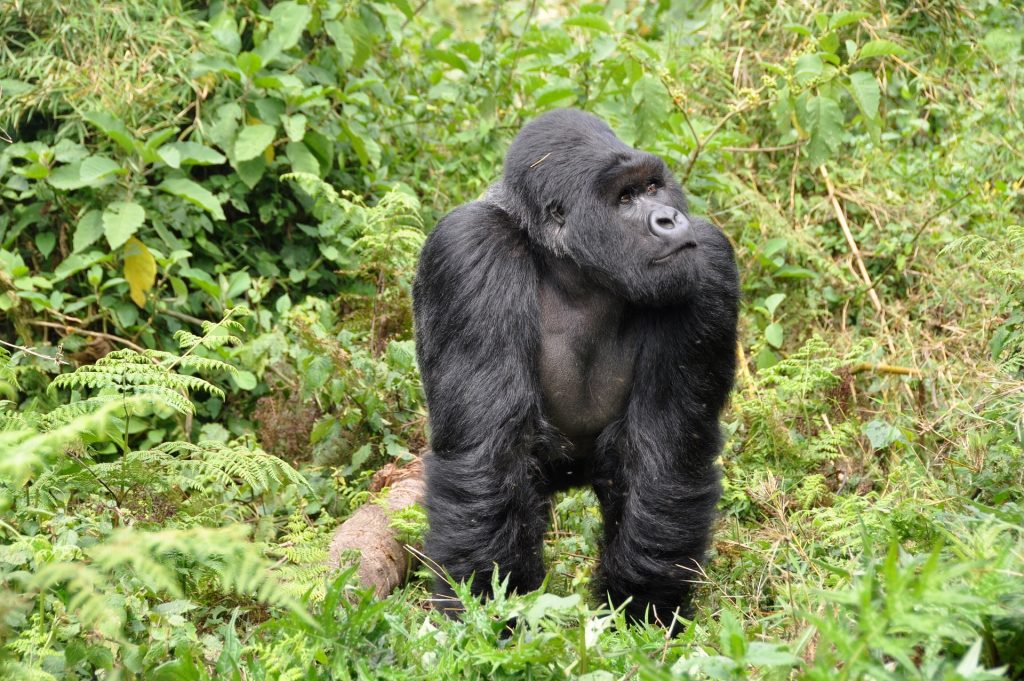 Plan Bwindi Gorilla Trekking From Kigali with easy cross-border travel, permit guidance, and reliable 4x4 transport from Car Rentals Rwanda.