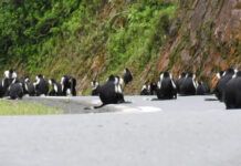 Best cars for Rwanda roads Choose the best car for Rwanda roads. Compare RAV4 vs Prado vs Land Cruiser by route, season, parks, comfort, and cost—Car Rentals Rwanda.