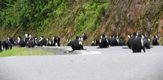 Best cars for Rwanda roads Choose the best car for Rwanda roads. Compare RAV4 vs Prado vs Land Cruiser by route, season, parks, comfort, and cost—Car Rentals Rwanda.