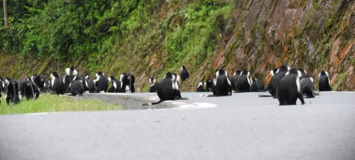 Choose the best car for Rwanda roads. Compare RAV4 vs Prado vs Land Cruiser by route, season, parks, comfort, and cost—Car Rentals Rwanda.