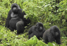Gorilla Trekking Car Hire Rwanda: The Complete Guide Planning gorilla trekking in Rwanda? Find out which car to hire, road conditions from Kigali to Volcanoes National Park, permit tips and prices. Book from $40/day.