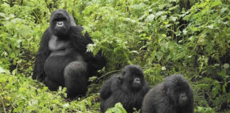 Gorilla Trekking Car Hire Rwanda: The Complete Guide Planning gorilla trekking in Rwanda? Find out which car to hire, road conditions from Kigali to Volcanoes National Park, permit tips and prices. Book from $40/day.