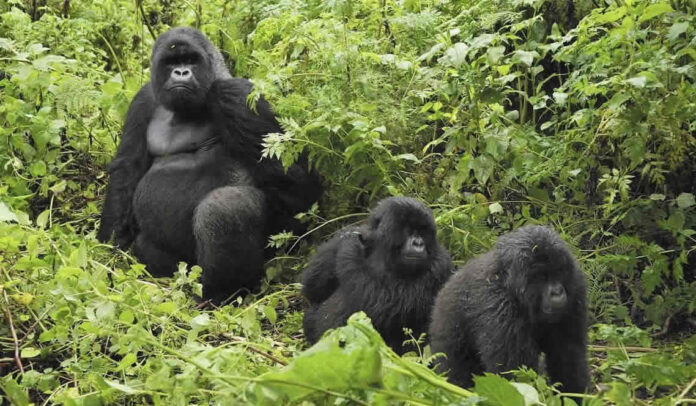 Planning gorilla trekking in Rwanda? Find out which car to hire, road conditions from Kigali to Volcanoes National Park, permit tips and prices. Book from $40/day.