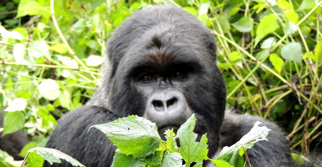 Book Kigali to Volcanoes car rental with Car Rentals Rwanda. Self-drive or driver-guide 4x4 options, early pickups, and gorilla trek logistics support.