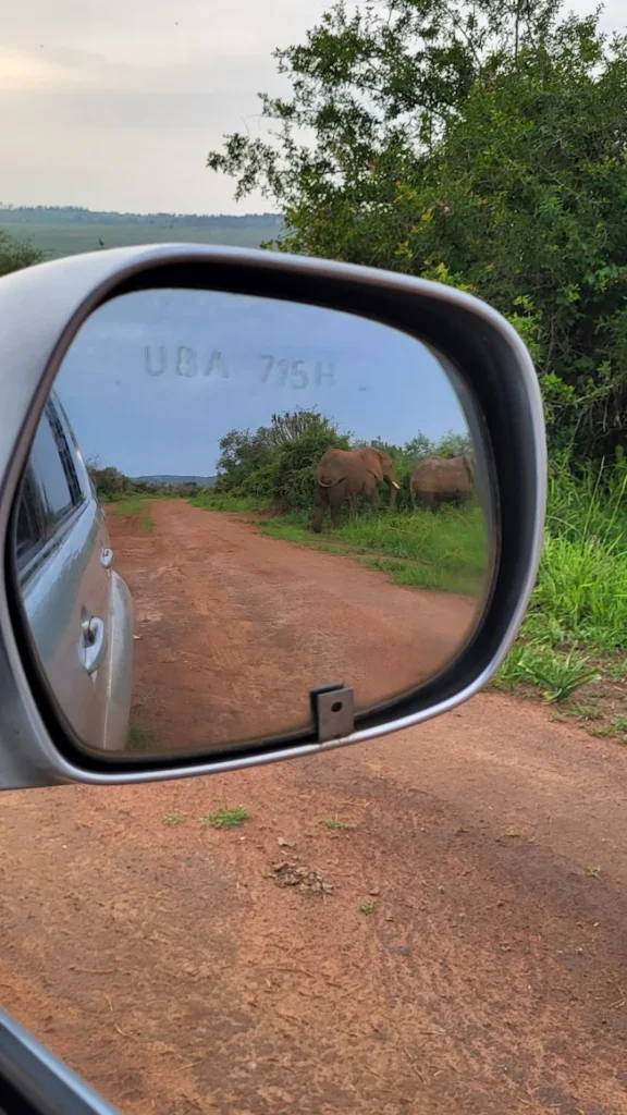 Book Kigali to Akagera car rental with Car Rentals Rwanda. Self-drive or driver-guide 4x4 options, flexible pickup, and safari-ready support for Akagera.