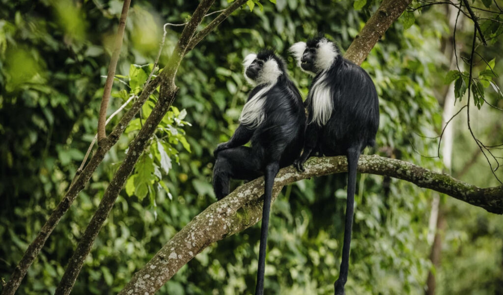 Hire a car for Nyungwe Forest National Park Rwanda. Chimpanzee trekking, canopy walk & birding. 5hrs from Kigali. Book a reliable 4x4 from $40/day.