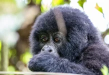 Gorilla Trekking Rwanda 2026: Car Hire, Permits & Complete Guide Gorilla trekking Rwanda 2026 — permit prices, promotional rates, best car to hire & updated Kigali to Volcanoes NP guide. Book your 4x4 from $40/day.