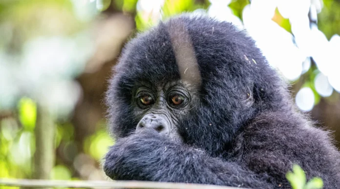 Gorilla trekking Rwanda 2026 — permit prices, promotional rates, best car to hire & updated Kigali to Volcanoes NP guide. Book your 4x4 from $40/day.