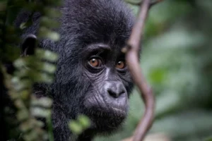 Car Hire Volcanoes National Park Rwanda | 4x4 from $40/day
