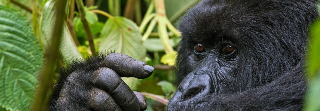 Book gorilla trekking transport from Kigali with private 4x4 vehicles, airport pickup, and reliable transfers to Volcanoes, Bwindi, and Mgahinga.