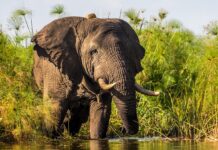 Car Hire for Akagera National Park 2026: Self-Drive Big Five Safari Guide Car hire for Akagera National Park 2026. Rwanda's Big Five park now has 100+ rhinos. Self-drive guide, best vehicles, entry fees & itinerary. Book from $40/day.