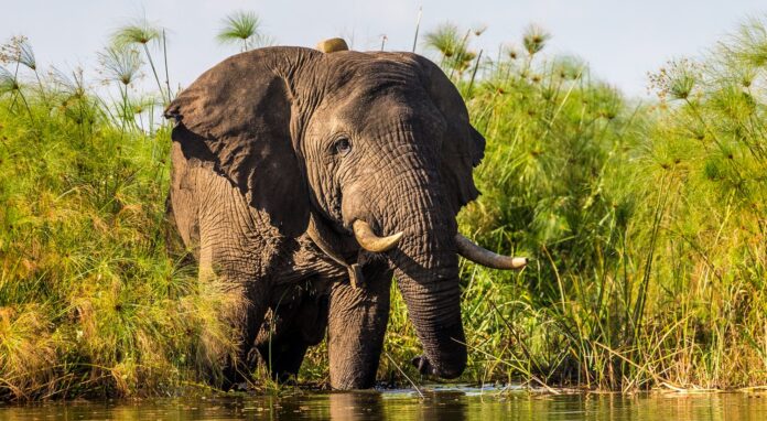 Car hire for Akagera National Park 2026. Rwanda's Big Five park now has 100+ rhinos. Self-drive guide, best vehicles, entry fees & itinerary. Book from $40/day.