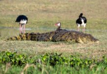 Akagera National Park 2026: The Complete Self-Drive Safari Guide Akagera National Park 2026 — 100+ rhinos, expanding lion pride & Big Five game drives. Complete self-drive guide, entry fees, best routes & car hire from $40/day.