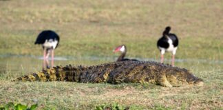 Akagera National Park 2026: The Complete Self-Drive Safari Guide Akagera National Park 2026 — 100+ rhinos, expanding lion pride & Big Five game drives. Complete self-drive guide, entry fees, best routes & car hire from $40/day.