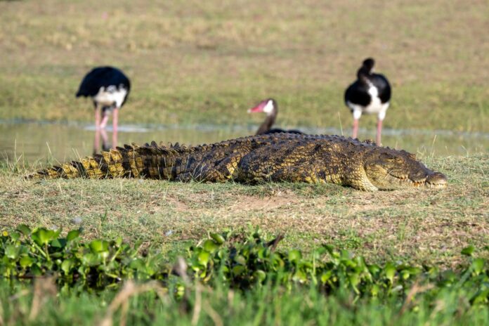 akagera national park 2026 Akagera National Park 2026 — 100+ rhinos, expanding lion pride & Big Five game drives. Complete self-drive guide, entry fees, best routes & car hire from $40/day.