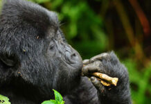 Car Hire from Kigali to Bwindi Impenetrable Forest 2026 Car hire from Kigali to Bwindi Impenetrable Forest 2026. Two border crossing options, 4–5 hour drive, gorilla permits, Uganda road rules & booking guide. Prado from $70/day.