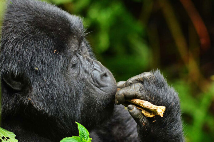 Car hire from Kigali to Bwindi Impenetrable Forest 2026. Two border crossing options, 4–5 hour drive, gorilla permits, Uganda road rules & booking guide. Prado from $70/day.