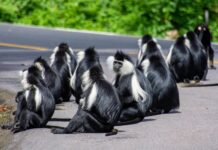 Car Hire for Nyungwe Forest 2026: The Complete Self-Drive Guide Car hire for Nyungwe Forest 2026 from $40/day. Complete self-drive guide — Kigali to Nyungwe drive, best vehicle, chimpanzee permits, canopy walk & what to pack.