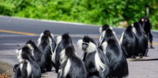 Car Hire for Nyungwe Forest 2026: The Complete Self-Drive Guide Car hire for Nyungwe Forest 2026 from $40/day. Complete self-drive guide — Kigali to Nyungwe drive, best vehicle, chimpanzee permits, canopy walk & what to pack.