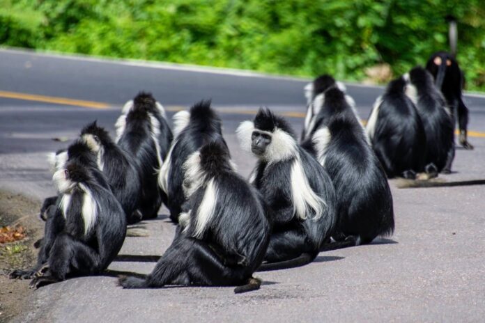 Car hire for Nyungwe Forest 2026 from $40/day. Complete self-drive guide — Kigali to Nyungwe drive, best vehicle, chimpanzee permits, canopy walk & what to pack.